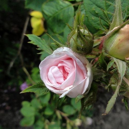 Rosa Maiden's Blush - blanco - rosa - Árbol de Rosas Inglesa - rosal de pie alto- forma de corona tupida